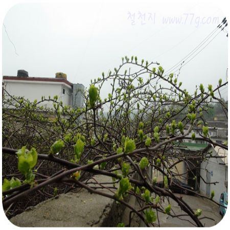 앨프러스 원목 수납장(싱크대 상부장 사용가능)이 개발되었습니다.