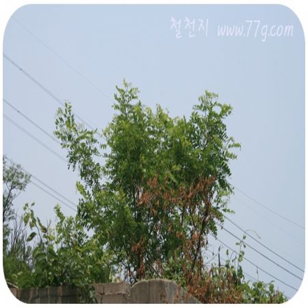 철천지 능력 안에서 DIY로 홈피 개편을 기획하고 있습니다. 그림이 안되면사진으로.