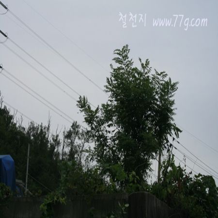 영 주임이 여러 수종에 아마유를 테스트 하고 있는 중입니다.