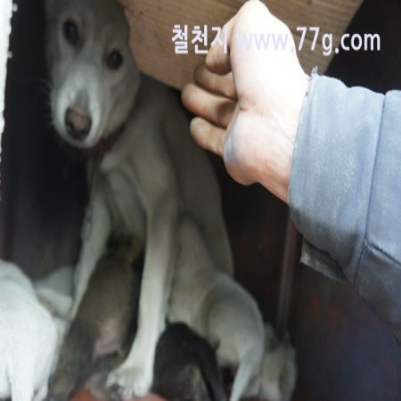 혹시나 철천지 상담할때 개 짖는 소리 들으시면 양해 바랍니다