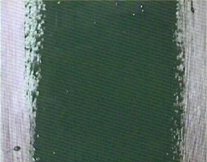 pai5.jpg(11786bytes)