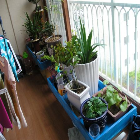 분경용 받침(어항) 및 화분 진열대(플랜트박스)