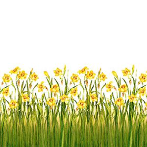 글라스  HPG-3866 수선화 2M