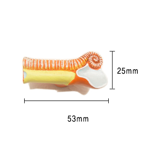 열대어 1 (KT2811) 2